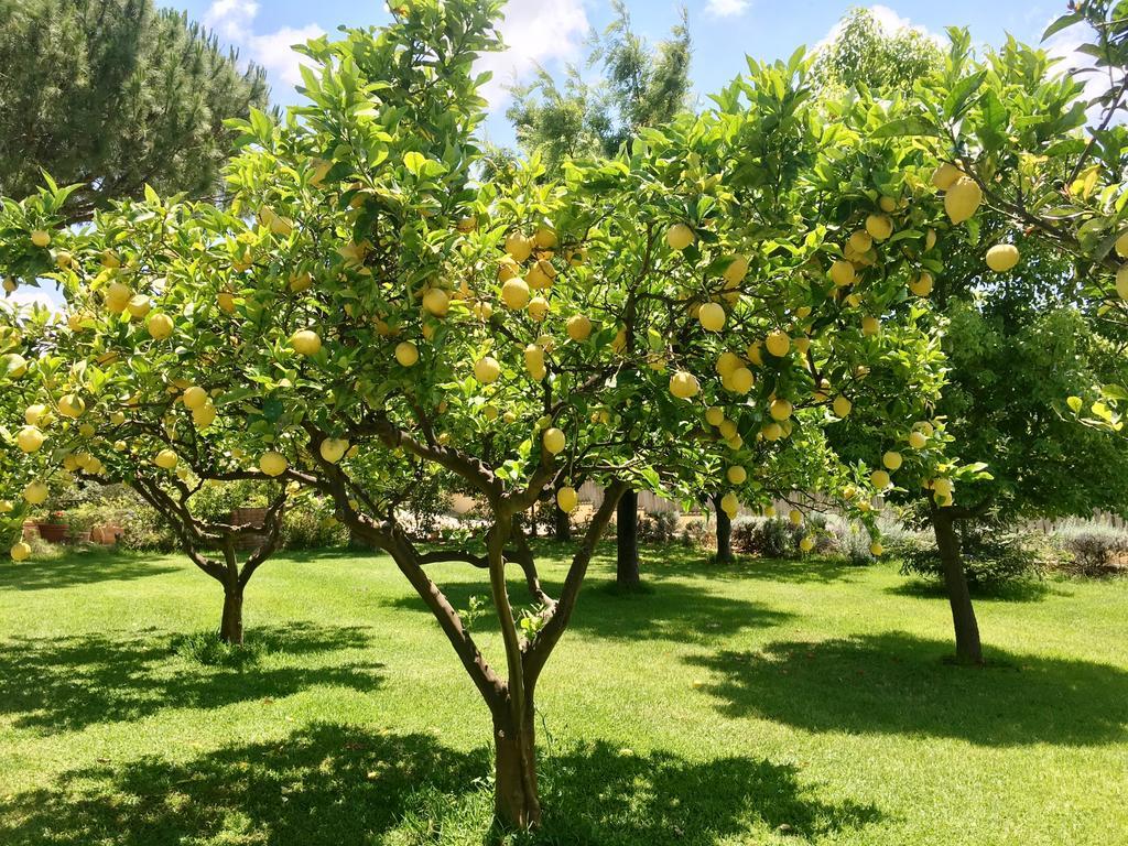 Villa Tina Santa Maria di Castellabate Dış mekan fotoğraf